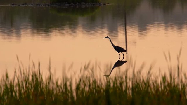 A great blue heron fishing in pond during sunset