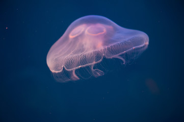 Moon jellyfish Aurelia aurita