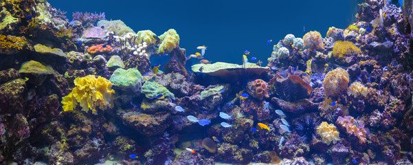 Naklejka na ściany i meble Reef tank, marine aquarium