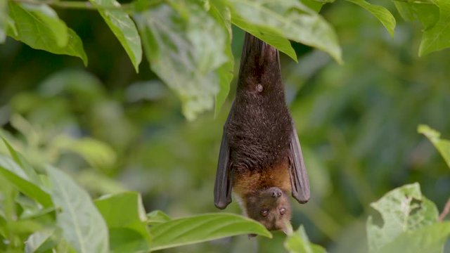 A close up of a giant fruit bat hanging in a rain-forest jungle on a midsummer day then flies away