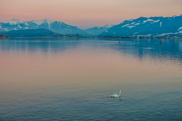 Gorgeous sunrise on the shores of the Upper Zurich Lake (Obersee) between the village of Hurden (Seedam, Schwyz) and Rapperswil (Sankt Gallen), Switzerland