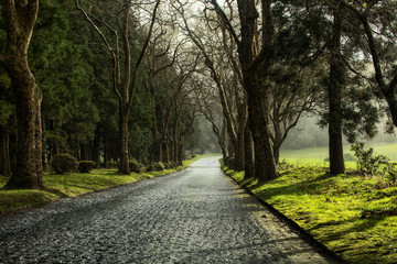 Alameda de árvores