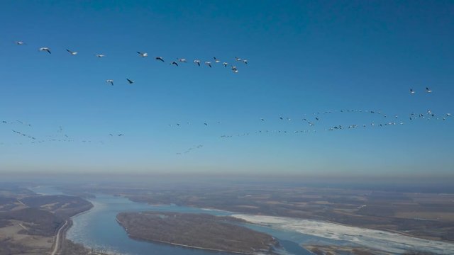 Rare Footage Of Massive Snow Goose Migration Headed Back To Breeding Grounds. Filmed With A Mavic 2 Pro, 4K Footage At High Bit Rate.