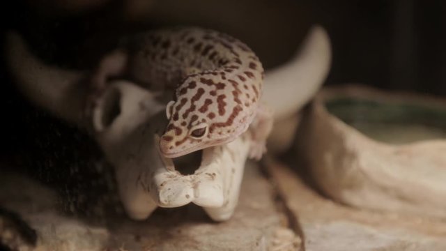 A leopard gecko licks its lips.
