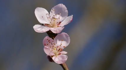 Cherry blossoms at spring