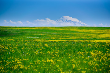 Beautiful field with yellow flowers and green grass and Mount Ararat (Masis), Armenia