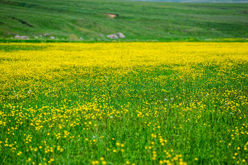 Fototapeta premium Fabulous field with yellow flowers, Armenia