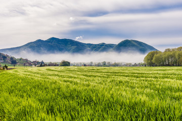 Fototapeta premium green field and blue sky