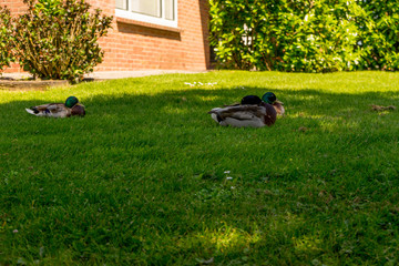 Obraz na płótnie Canvas Netherlands, Giethoorn, ducks lying on green grass