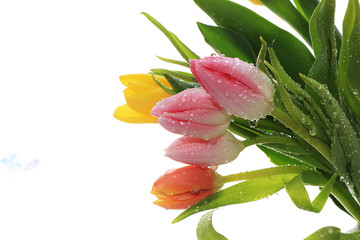 Spring tulips with a light background, drops on flower buds create a wonderful mood;