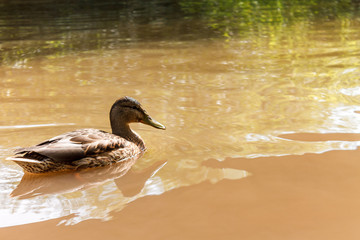 One brown duck swims in the river.