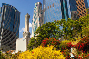Beautiful springtime in city. Modern buildings and blossom trees, Downtown Los Angeles