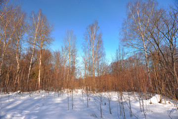 Winter forest