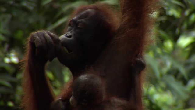 Baby and mother orangutang, Borneo