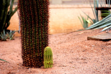 old and young cactus 