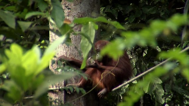 Orangutan In Bushes Among Green Foliage