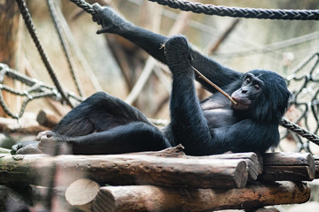 Bonobo monkey relaxing with a stick