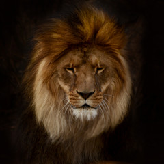 Fototapeta na wymiar Portrait of a gorgeous Male Lion against black background