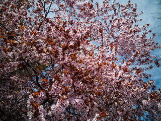 blossom prunus outdoors in the street