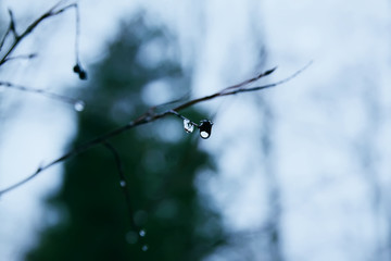 Rain drops on leafless tree branches