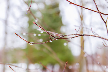 Rain drops on leafless tree branches