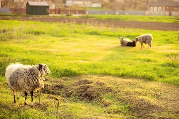 Fototapeta premium one sheep stands on the green grass