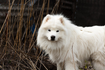 portrait of a white dog samoyed husky