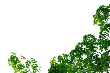 Tropical tree leaves with branches on white isolated background for green foliage backdrop 