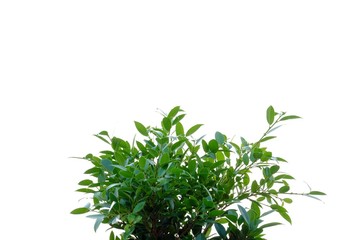 Tropical tree leaves with branches on white isolated background for green foliage backdrop 