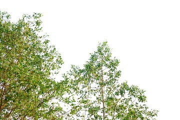 Tropical tree leaves with branches on white isolated background for green foliage backdrop 