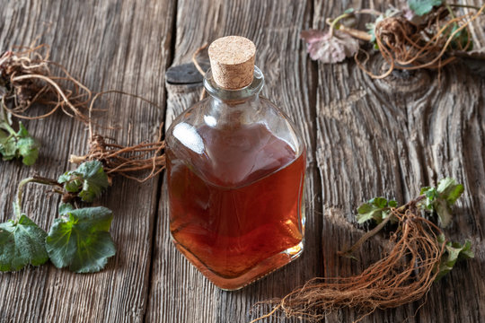 Herb Bennet tincture with fresh Geum urbanum plant