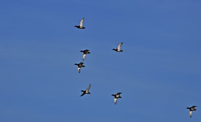 Gruppe von Tafelenten (Aythya ferina) beim Flug
