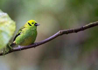 Emerald Tanager (Tangara florida)