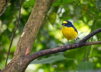 Naklejka premium Spot-crowned euphonia (Euphonia imitans)