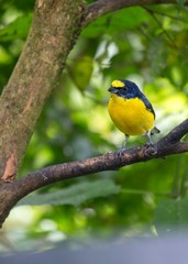 Spot-crowned euphonia (Euphonia imitans)