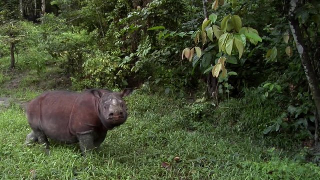 Tamtam, Sabah Rhino, endangered animal, Borneo