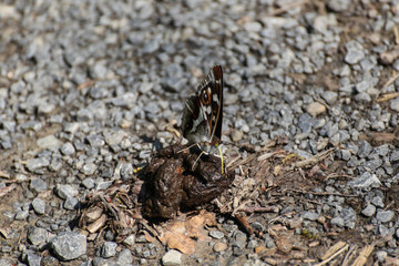 Schmetterling auf Kot