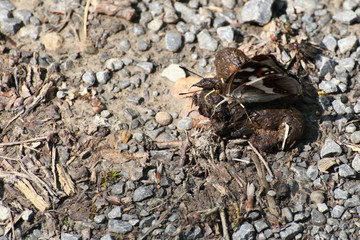 Schmetterling auf Kot