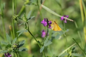 Schmetterling