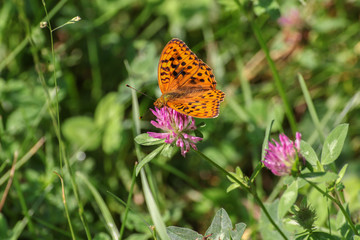 Schmetterling