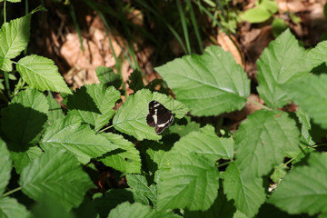 Schmetterling