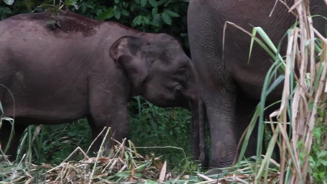 baby borneo pygmy elephant