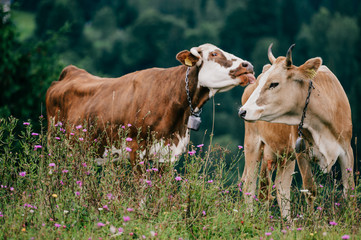 Fototapeta premium Two funny spotted cows playing sex games on pasture in highland in summer day. Cattle mating on field with beautiful landscape view at mountains and forest on background. Animal mating habits.