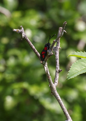 Schmetterling