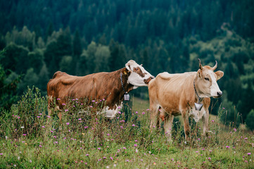Fototapeta premium Two funny spotted cows playing sex games on pasture in highland in summer day. Cattle mating on field with beautiful landscape view at mountains and forest on background. Animal mating habits.