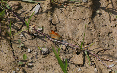 Schmetterling