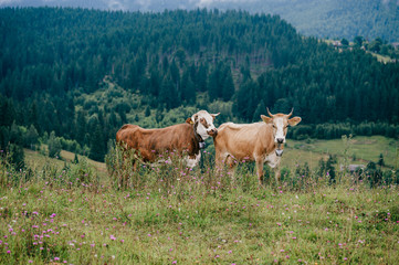 Two funny spotted cows playing sex games on pasture in highland  in summer day. Cattle mating on field with beautiful landscape view at mountains and forest on background.  Animal mating habits.