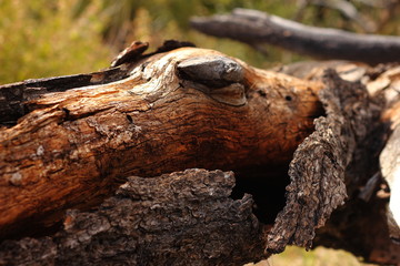 Broken bark hanging off a wooden log