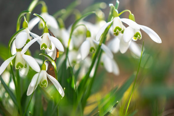 Early flowering Snowdrops (Galanthus Amaryllidaceae) in sunlight