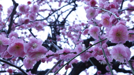 曇り空のしだれ梅 クールイメージ 農業センター